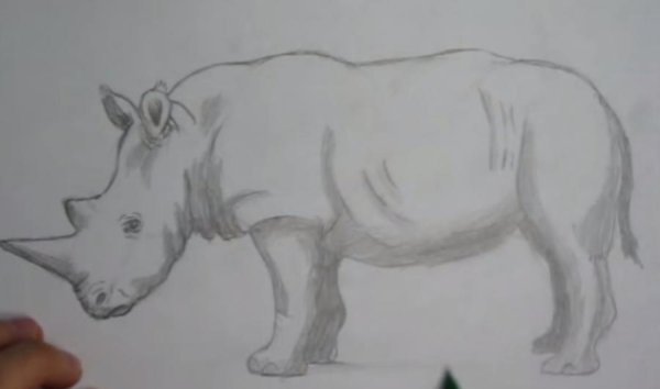 Рисунок носорога карандашом для срисовки