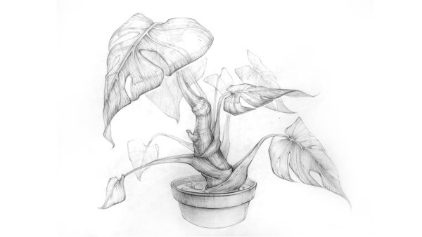 Пион тонколистный рисунок