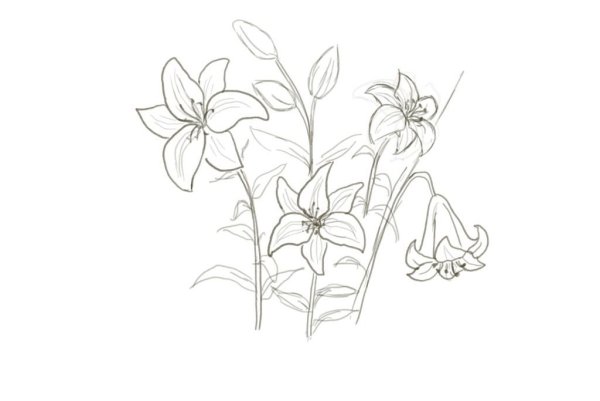 Пленэрные зарисовки растений