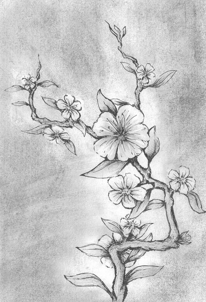 Зарисовки растений карандашом