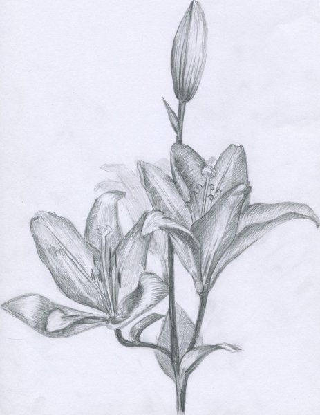 Зарисовки растений