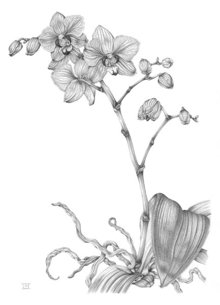 Зарисовки растений