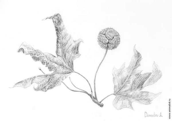 Цветы карандашом