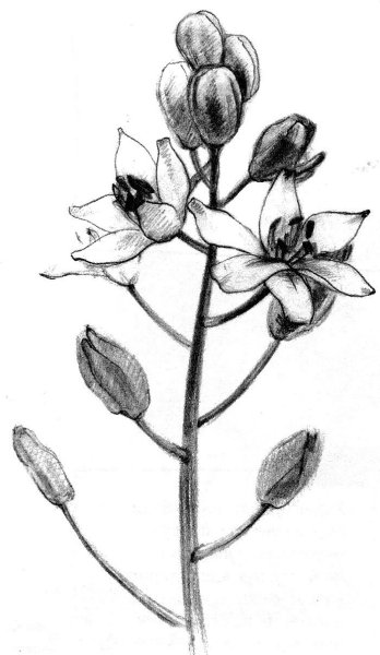 Цветы для срисовывания карандашом