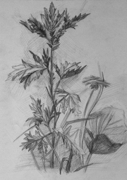 Цветы зарисовки карандашом