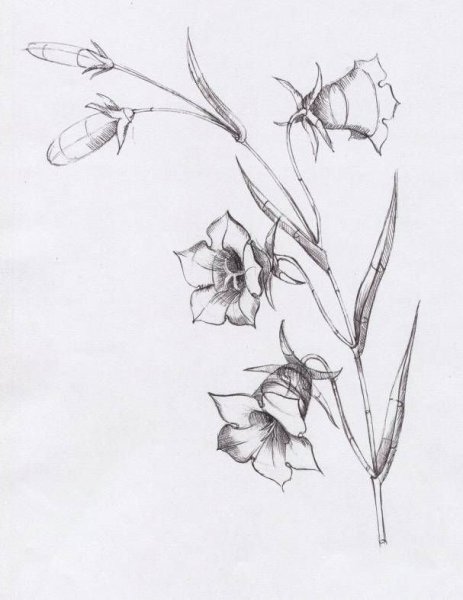 Одуванчик карандашом