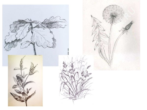 Цветы карандашный набросок