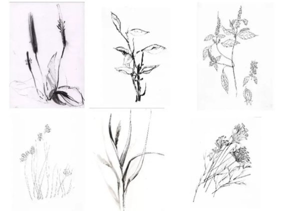 Рисунки цветов карандашом