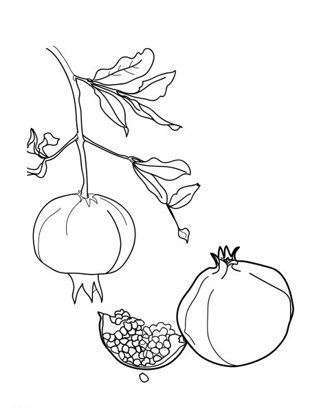 Контур граната фрукт