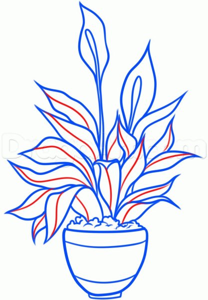 Зарисовки комнатных растений