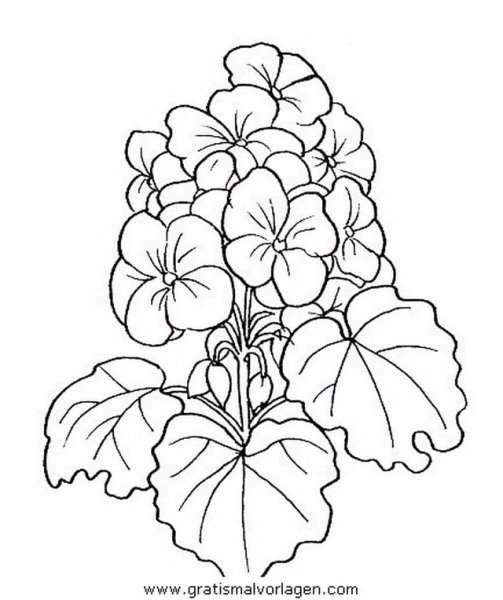 Наброски цветов в горшке