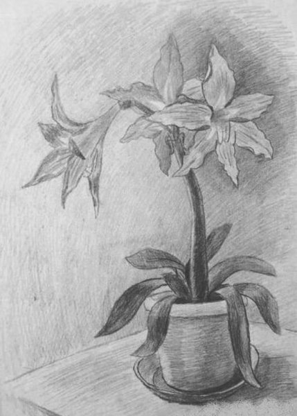 Раскраска комнатные растения для детей