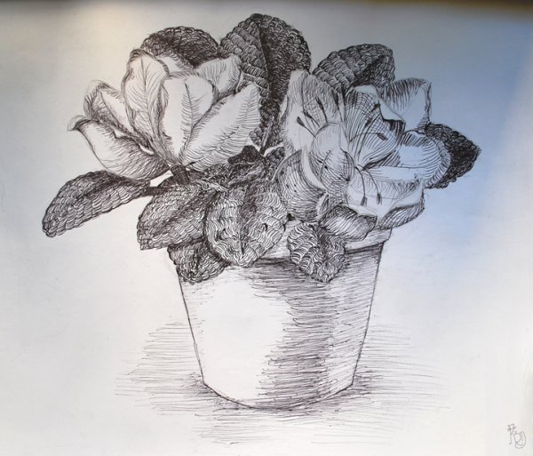 Фиалка узамбарская рис