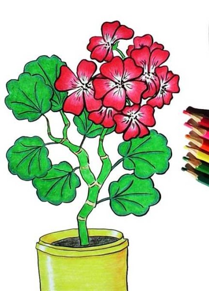 Орхидея рисунок