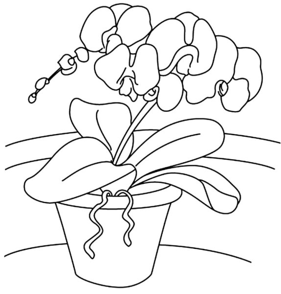 Зарисовки комнатных растений карандашом