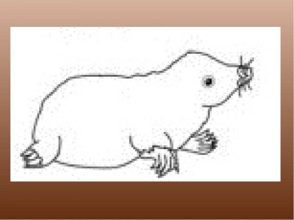 Нарисовать крота