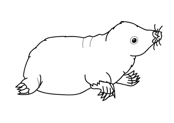 Крот черно белый