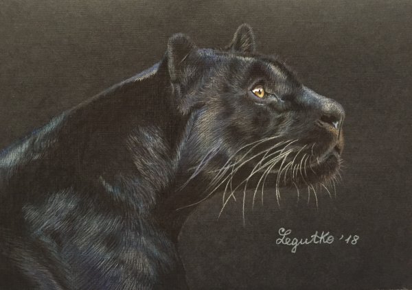 Пантера рисунок карандашом