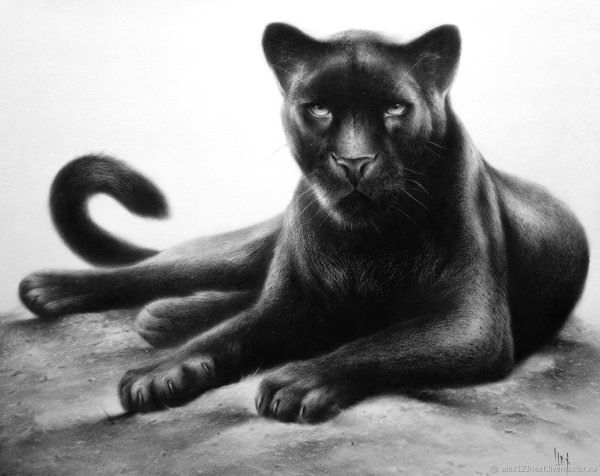 Пантера зарисовки