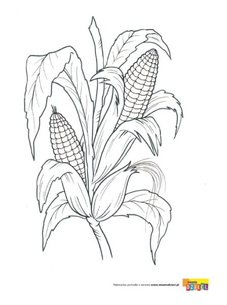Кукуруза карандашом