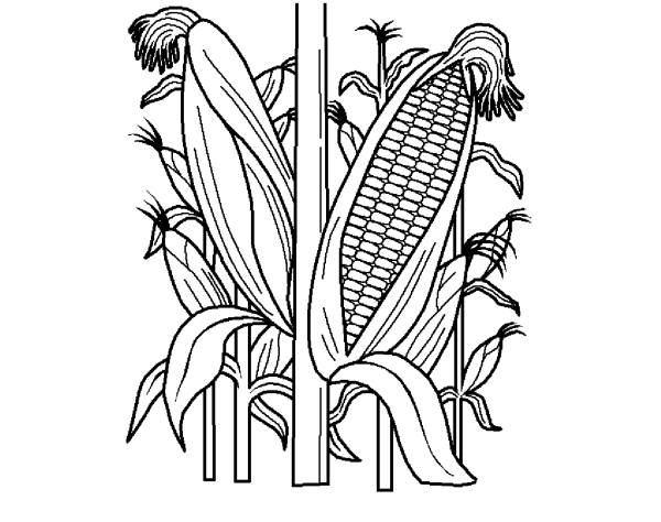 Сельскохозяйственные растения раскраска