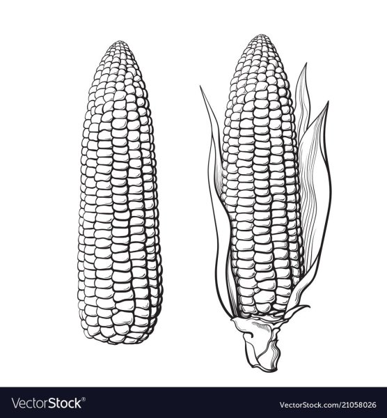 Кукуруза гравюра