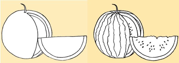 Арбуз раскраска для малышей