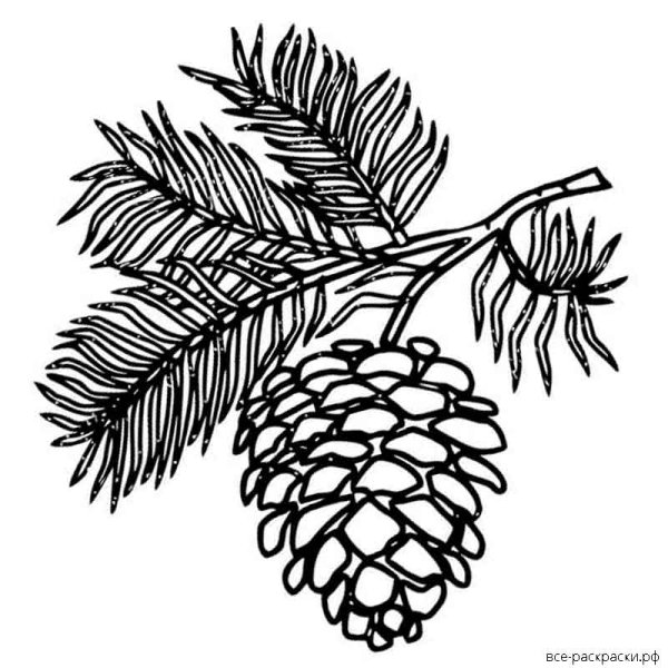 Шишка раскраска