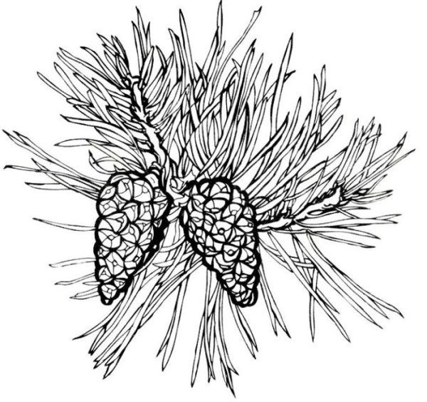 Сосна раскраска