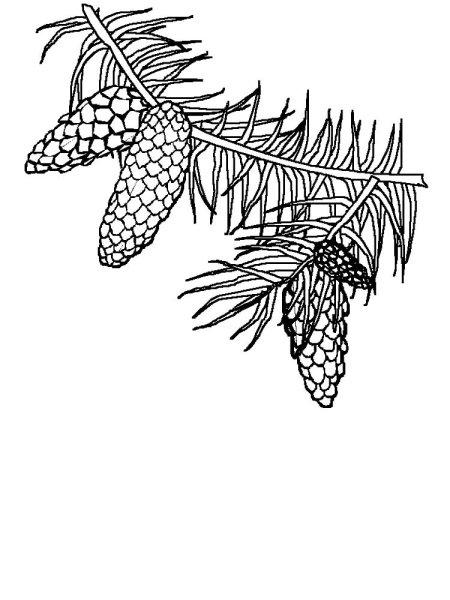 Шишки для раскрашивания