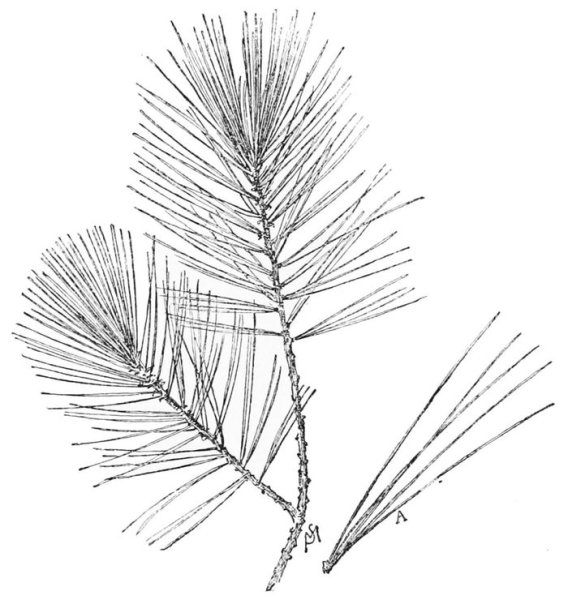 Хвоинки сосны обыкновенной нарисовать