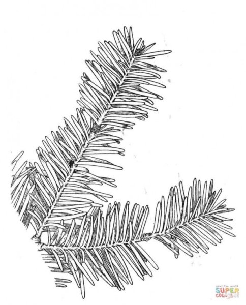 Ветка елки для раскрашивания