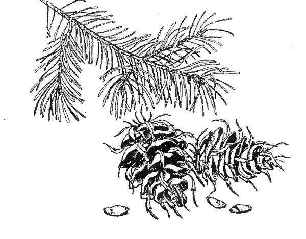 Шишки раскраска для детей