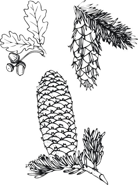 Шишки раскраска