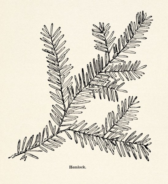 Ветка елки раскраска