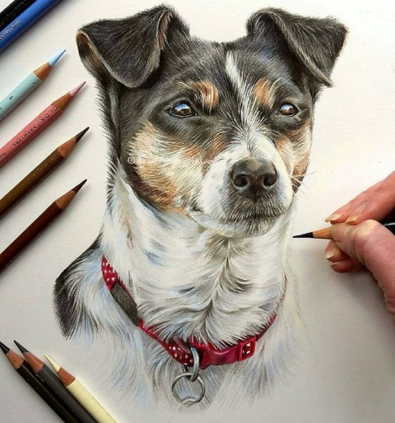 Кошка цветными карандашами