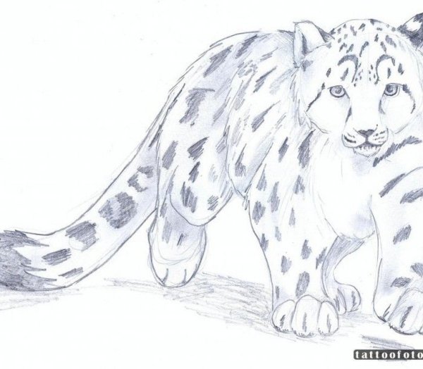 Снежный Барс карандашом