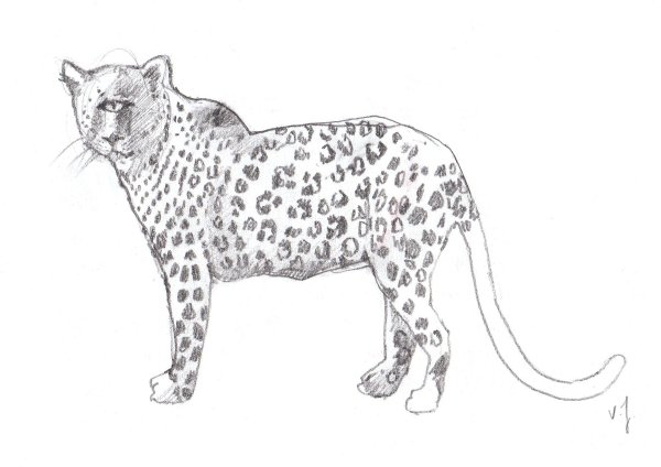 Раскраска леопард для детей 5-6 лет