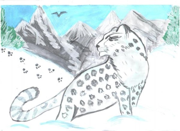 Ирбис снежный Барс срисовки