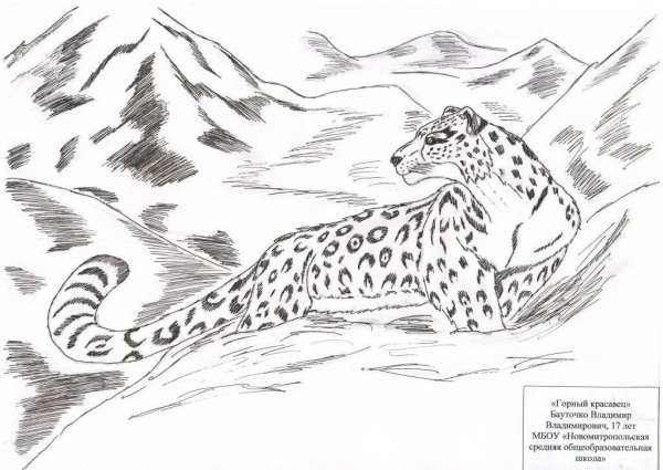 Снежный Барс раскраска для детей