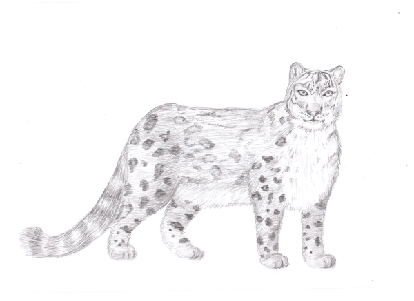 Снежный Барс Ирбис раскраска