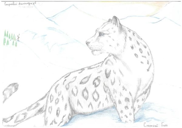 Снежный Барс нарисовать карандашом