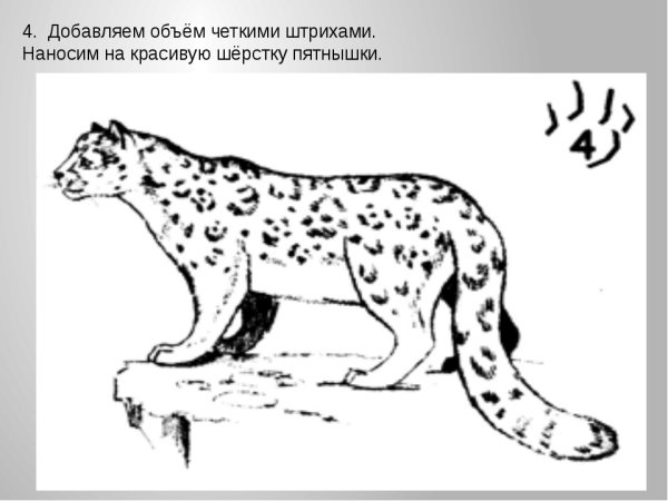 Барс раскраска