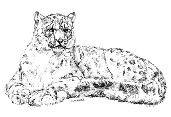 Снежный Барс картинки карандашом