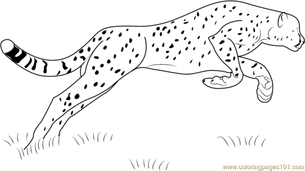 Милый снежный Барс для срисовки