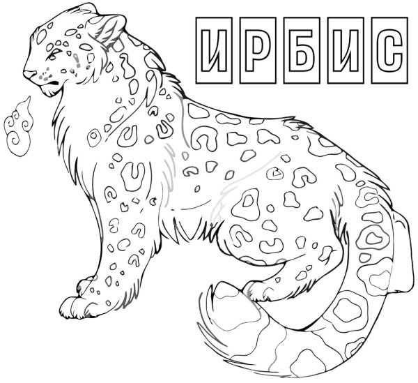 Барс референс анатомия