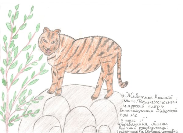 Тигр. Раскраска