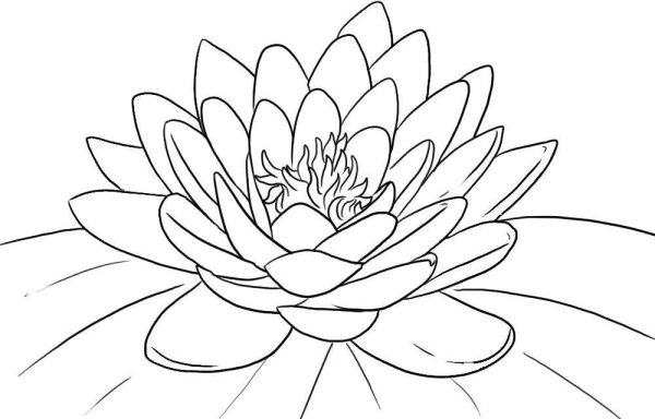 Кувшинка белая водяная Лилия