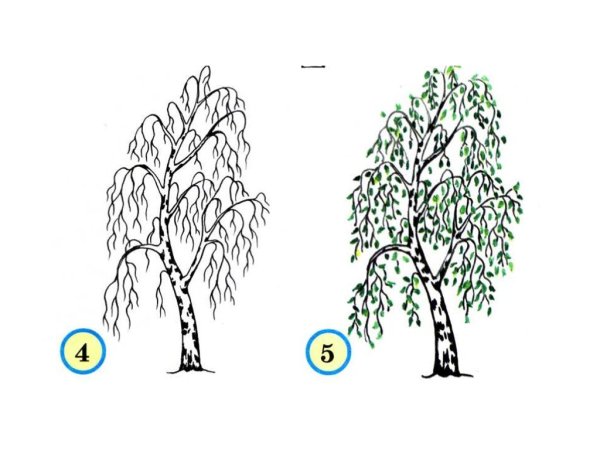 Берёза поэтапное рисование