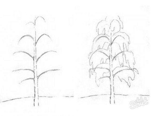 Береза раскраска